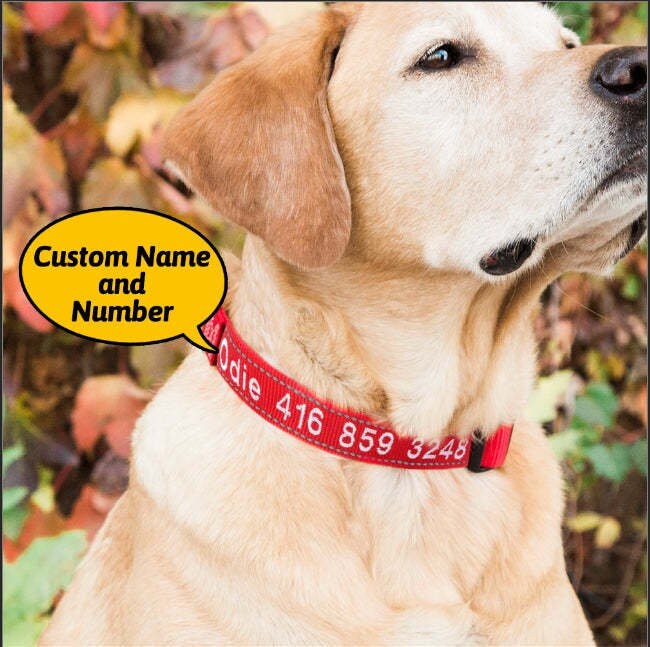 Personalized Dog Collar with visibility at night for safety gift for pet lovers!